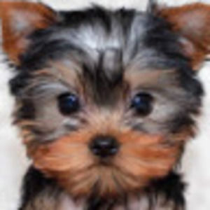 Meet your Posher, Allime